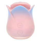 Blush Collection Kissing Rose-Pink